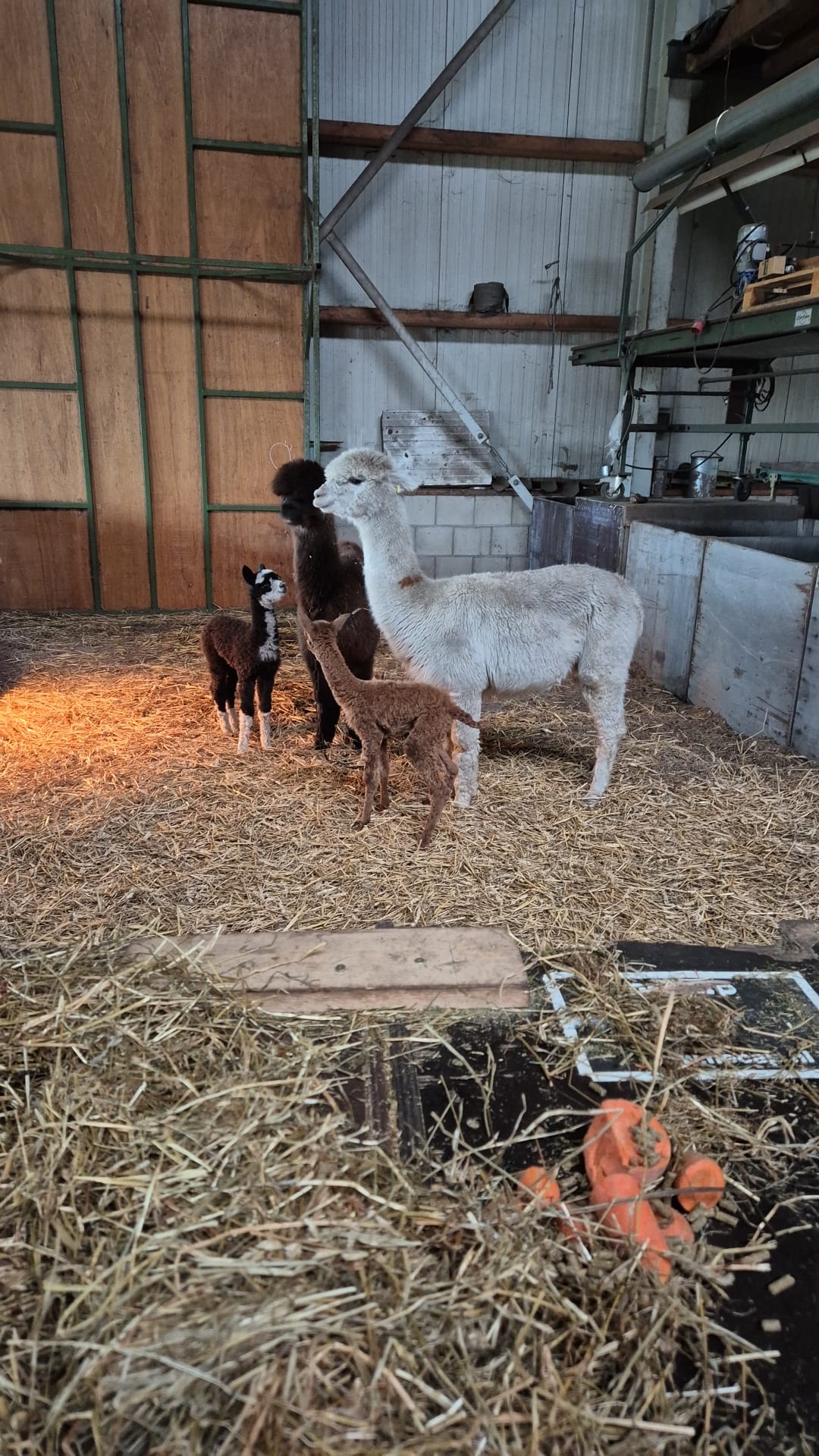 Ook een échte Alpaca fan?